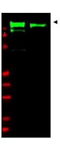 IHC-plus™ EGFR Antibody