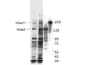CASZ1 Antibody