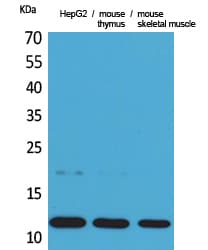 CCL11 / Eotaxin Antibody