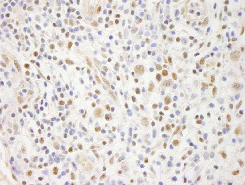 ELF1 Antibody (aa569-619)