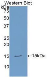 PLAA Antibody (aa20-143)