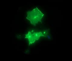 SYT4 Antibody (clone OTI2D3)