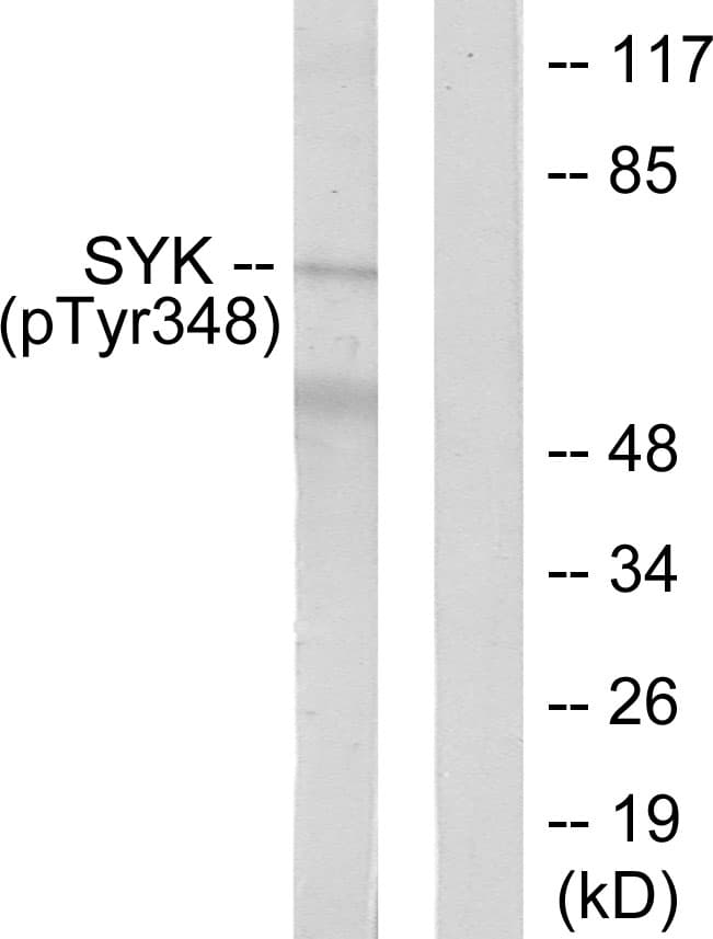 SYK Antibody (phospho-Tyr348)