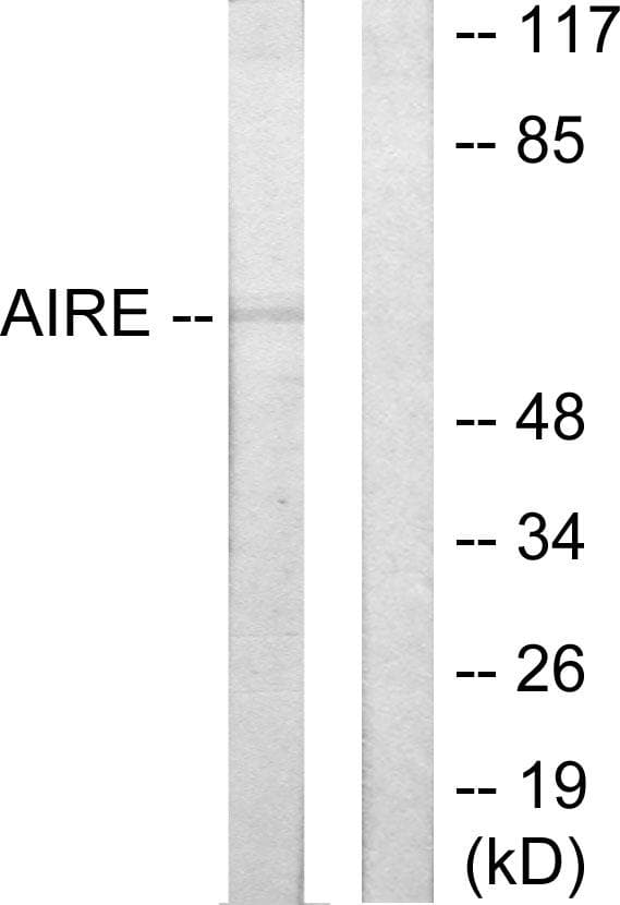AIRE Antibody