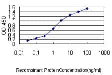NKX2-5 Antibody (clone 1E4-G5)