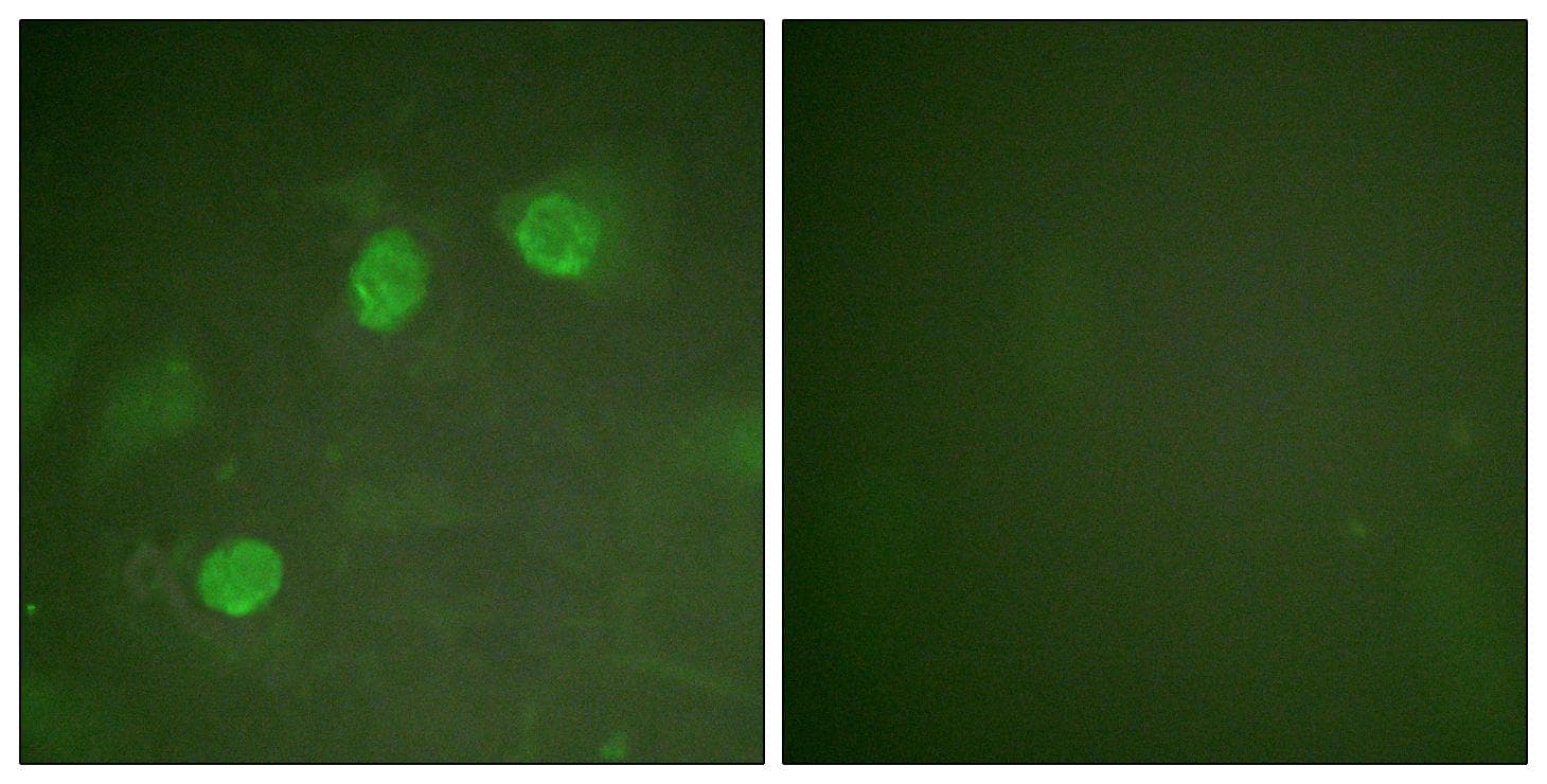 GATA3 Antibody (Ab-308)