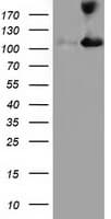 MICAL1 / MICAL Antibody (clone OTI1C2)