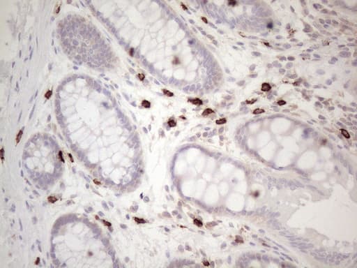 c-Kit / CD117 Antibody (aa27-308, clone OTI1B6)