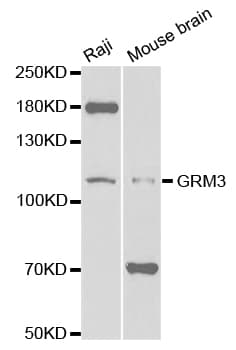 GRM3 / MGLUR3 Antibody