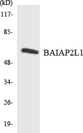 BAIAP2L1 Antibody (aa96-145)