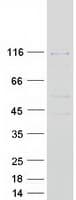 Human POLK / DNA Polymerase Kappa Protein (Recombinant Myc-DDK (Flag))