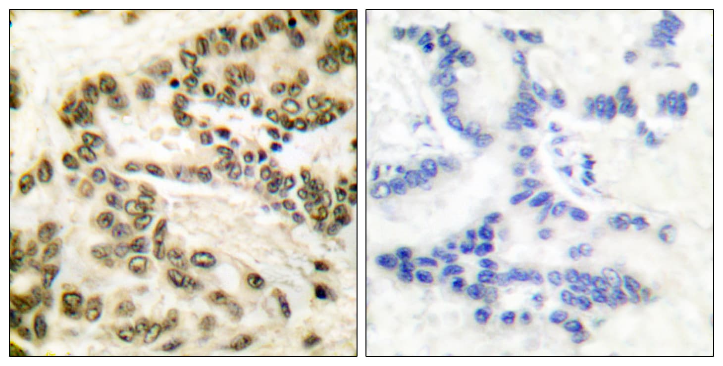 CREB1 / CREB Antibody (aa111-160)