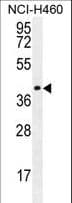 Polyclonal Rabbit anti-Human CCDC54 Antibody (aa91-119, IHC, WB)