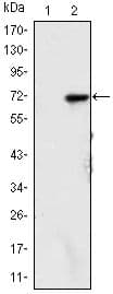 Monoclonal Mouse anti-Human KDM4A / JHDM3A / JMJD2A Antibody (clone 5H1, IHC, IF, WB)