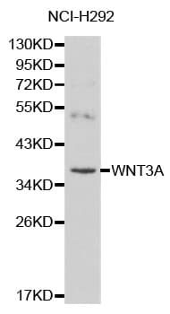 WNT3A Antibody