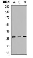 Polyclonal Rabbit anti-Human TNFRSF4 / CD134 / OX40 Antibody (Internal, WB)