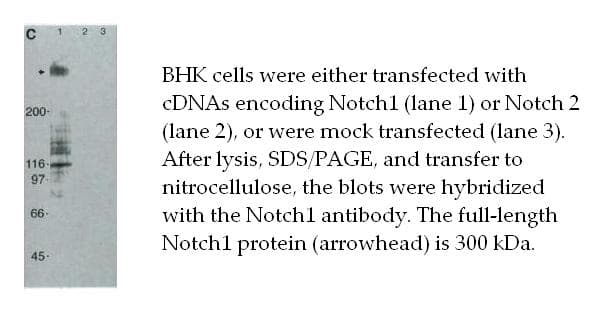 Polyclonal Rabbit anti-Human NOTCH1 Antibody (WB)