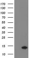 CHCHD5 Antibody (clone OTI9E11)