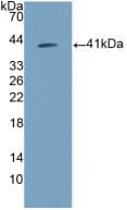 AREG / Amphiregulin Antibody (aa20-100)