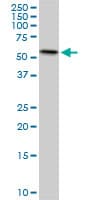 ERO1A / ERO1L Antibody (clone 4G3)