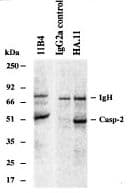 Monoclonal Rat anti-Human CASP2 / Caspase 2 Antibody (clone 11B4, WB)
