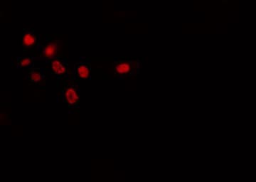 SPIC Antibody