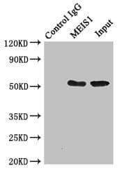MEIS1 Antibody