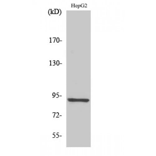 Polyclonal Rabbit anti-Human CHSY1 Antibody (310-390 aa, Internal, IHC, WB)