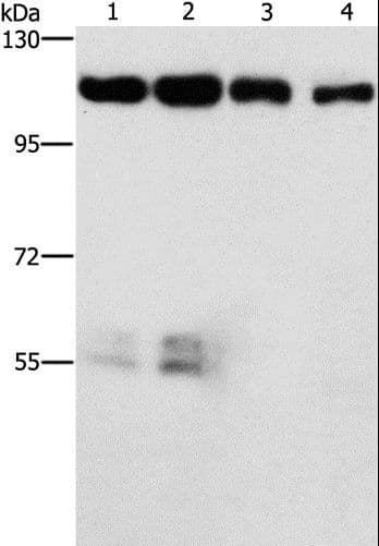 Polyclonal Rabbit anti-Human CDK11B / CDC2L1 Antibody (IHC, WB)