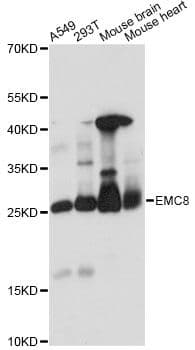 Polyclonal Rabbit anti-Human EMC8 / COX4NB Antibody (WB)