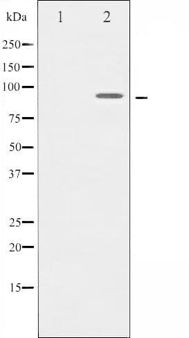 RPS6KA5 / MSK1 Antibody