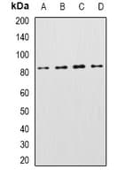 KCNN3 / SK3 Antibody