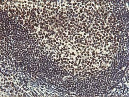 HOXC11 Antibody (aa1-304, clone OTI3E10, Carrier-free)