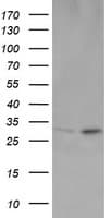OTUB1 / OTU1 Antibody (clone OTI2H1, Carrier-free)