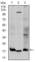 UBE2I / UBC9 Antibody (clone 1B10)