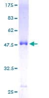 Human MREG Protein (Recombinant GST)