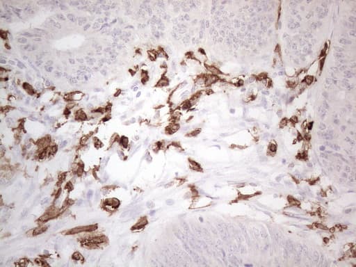 ITGAM / CD11b Antibody (clone OTI12C10)