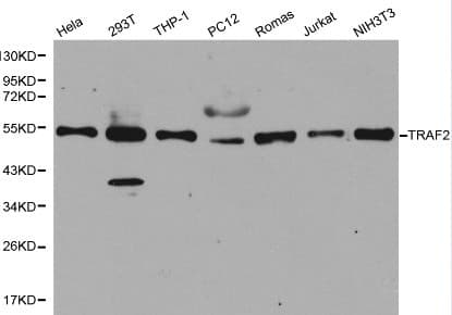 TRAF2 Antibody