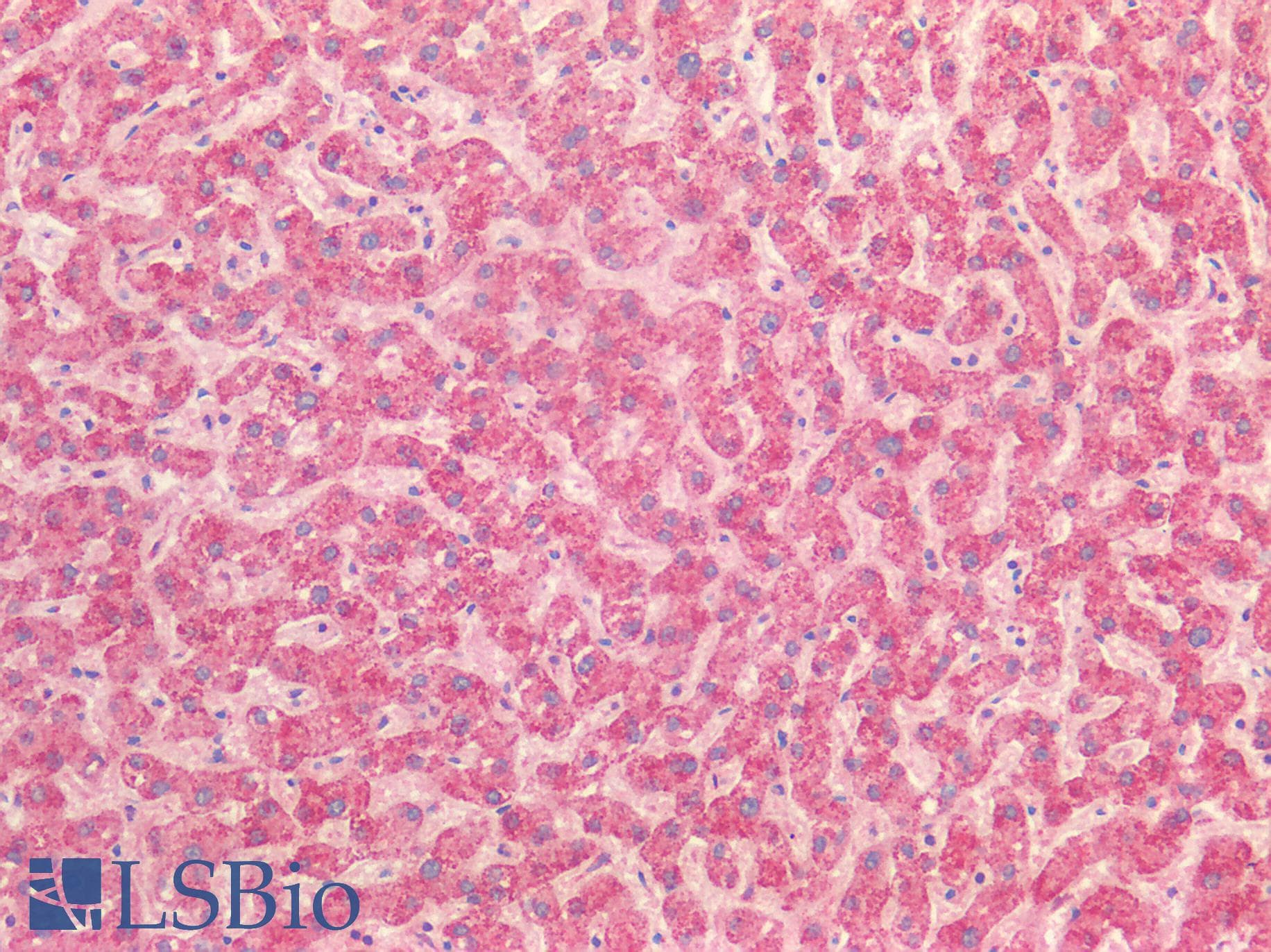 IHC-plus™ TSLP Antibody