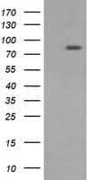DNM1L / DRP1 Antibody (clone OTI4F6)