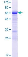 Human FAM122A Protein (Recombinant GST)