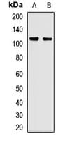 TAF5 Antibody