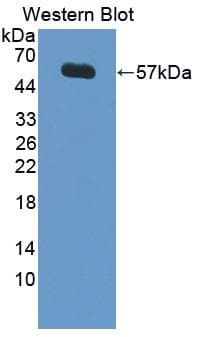 LBP Antibody (aa36-474, Cy3)