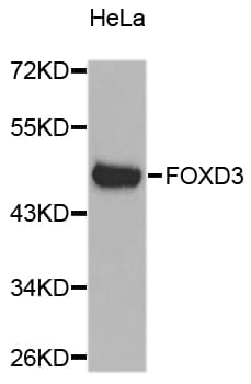 FOXD3 Antibody