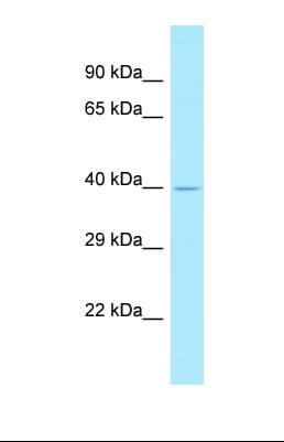 ENGASE Antibody (N-Terminus)