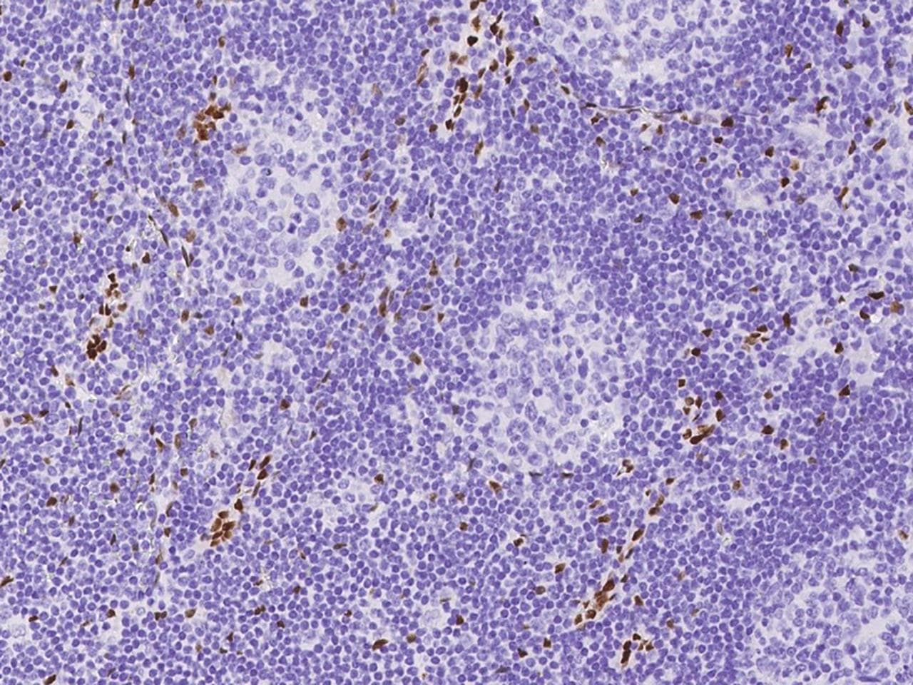 Monoclonal Mouse anti-Human IL-33 Antibody (clone 34, Preservative Free, IHC)