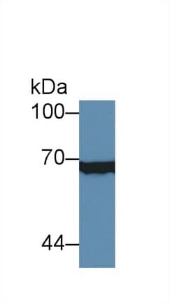 XRCC6 / Ku70 Antibody (aa319-538, APC)