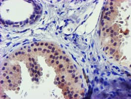 Monoclonal Mouse anti-Human Complement C1s Antibody (clone OTI1G1, IHC, WB)