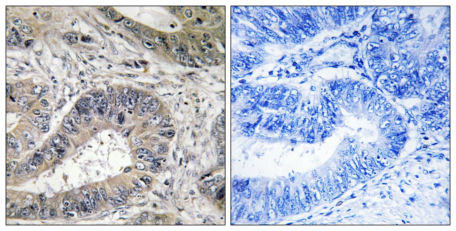 ERN2 Antibody (aa841-890)