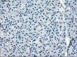 GBP2 Antibody (clone OTI3B8)